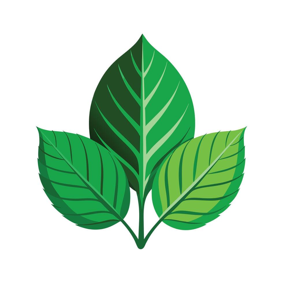 Realistic Beautiful Leaves Illustration vector