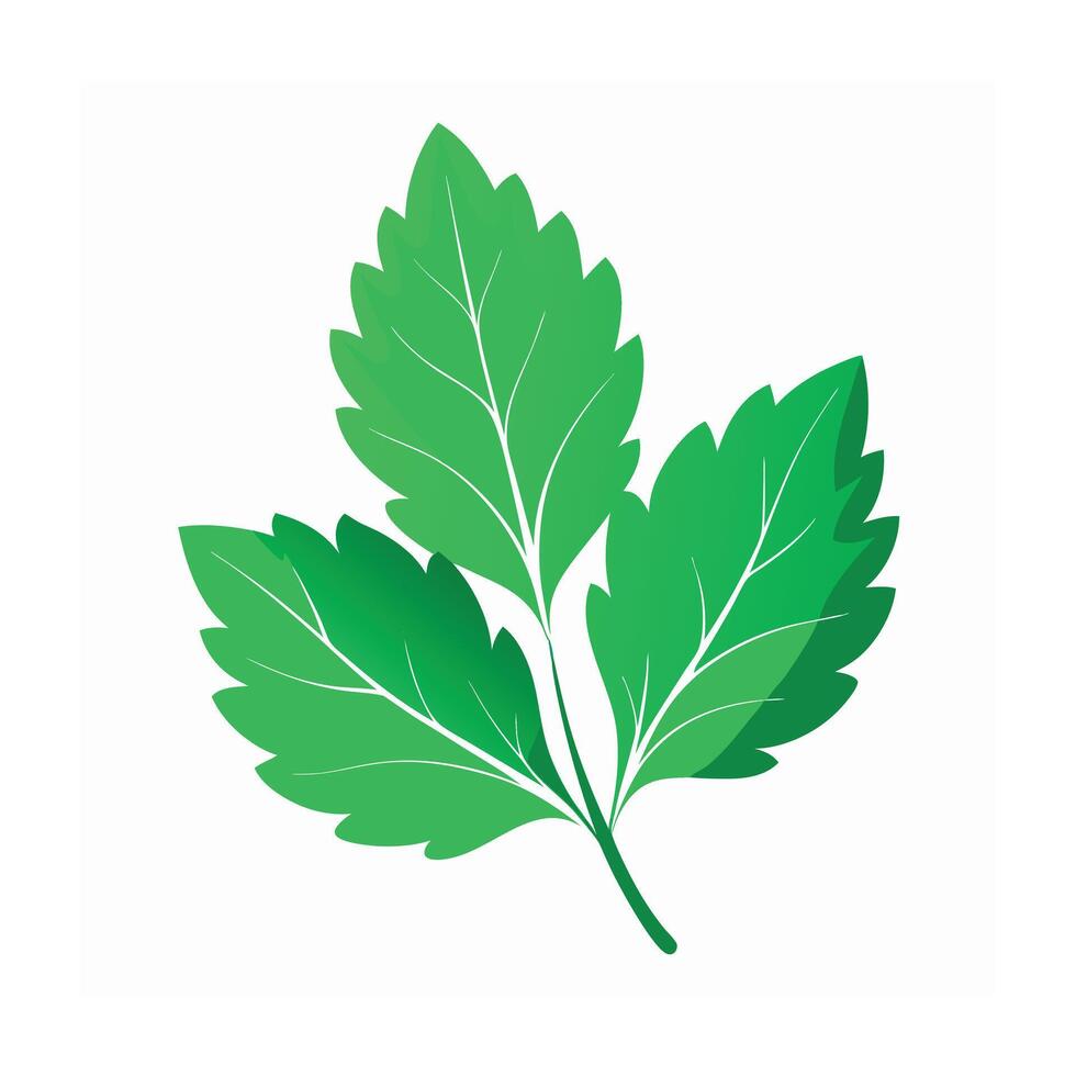 Realistic Beautiful Leaves Illustration vector