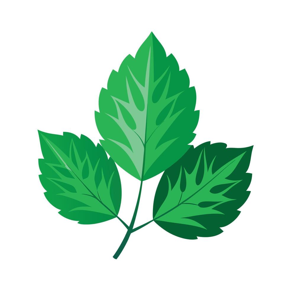 Realistic Beautiful Leaves Illustration vector