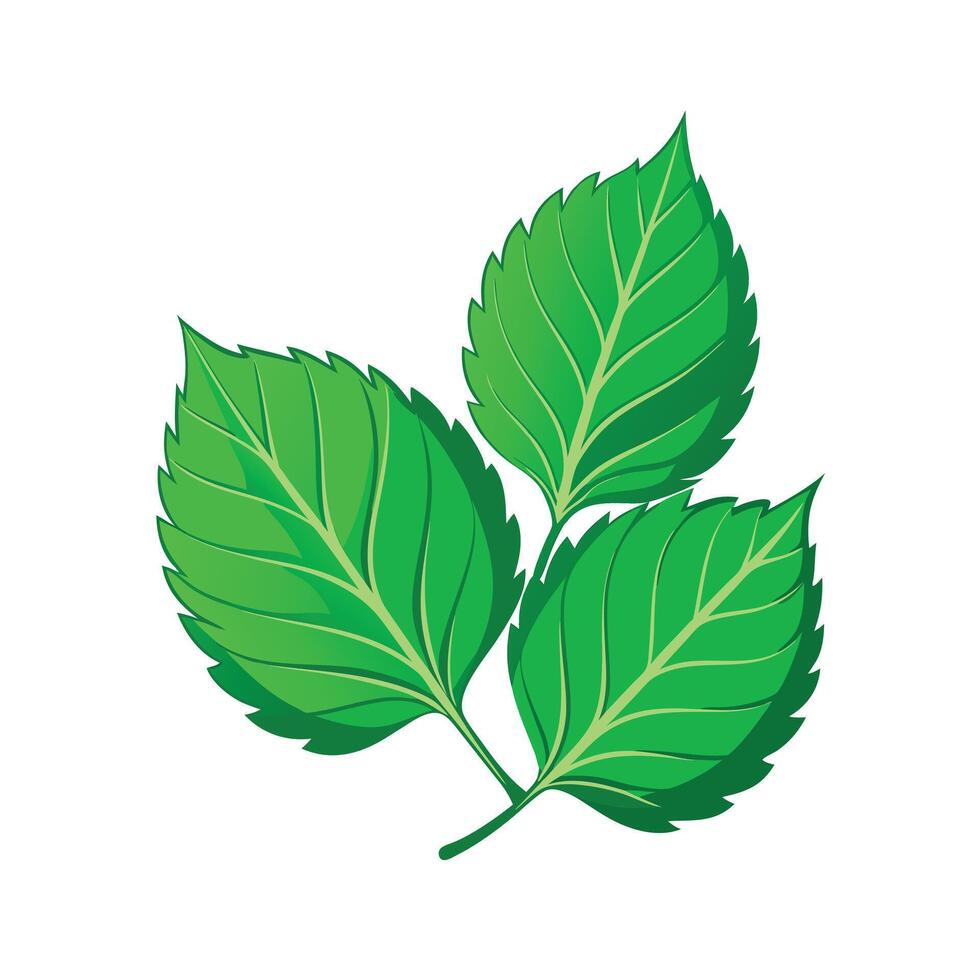 Realistic Beautiful Leaves Illustration vector