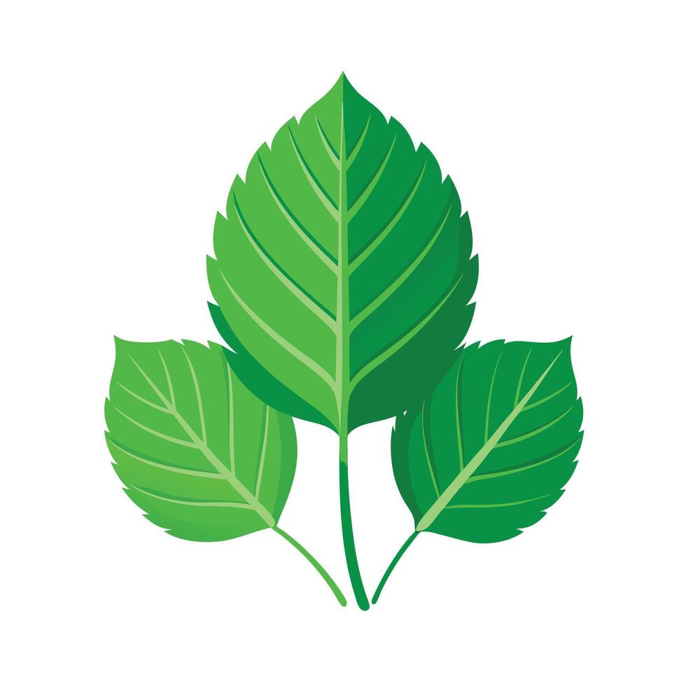 Realistic Beautiful Leaves Illustration vector