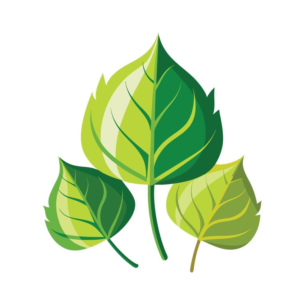 Realistic Beautiful Leaves Illustration vector