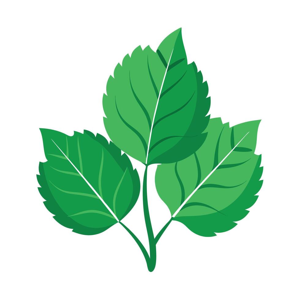 Realistic Beautiful Leaves Illustration vector