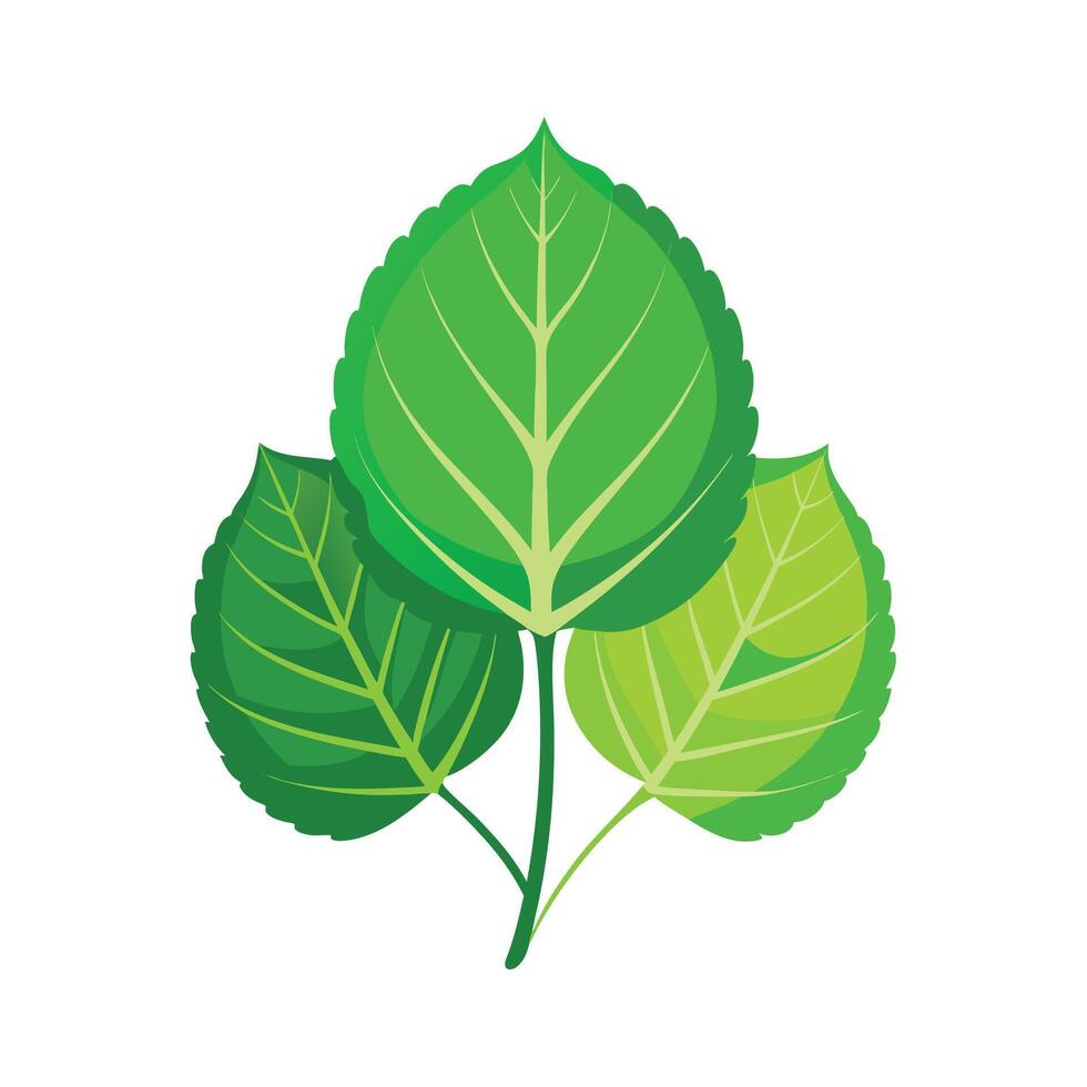 Realistic Beautiful Leaves Illustration vector