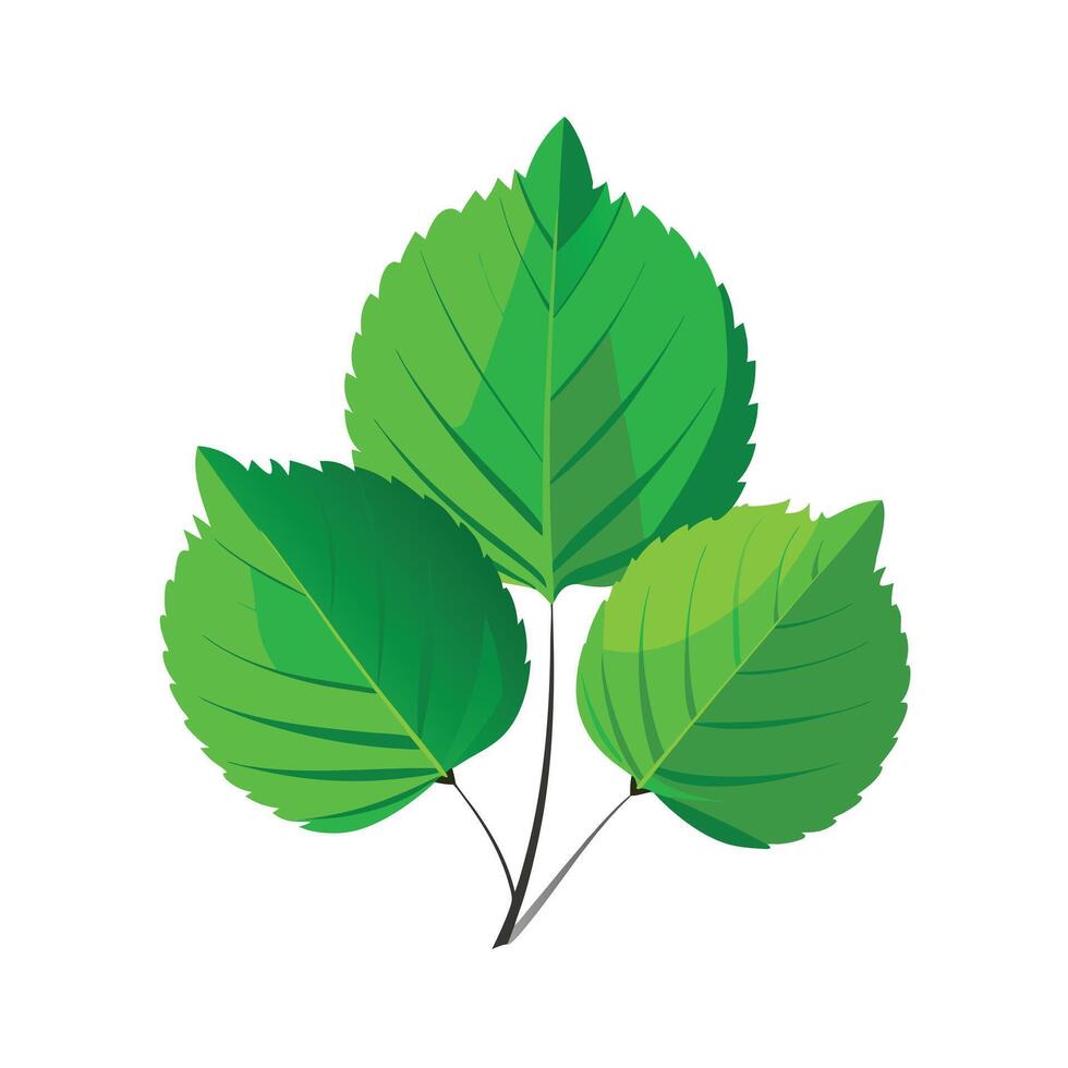Realistic Beautiful Leaves Illustration vector