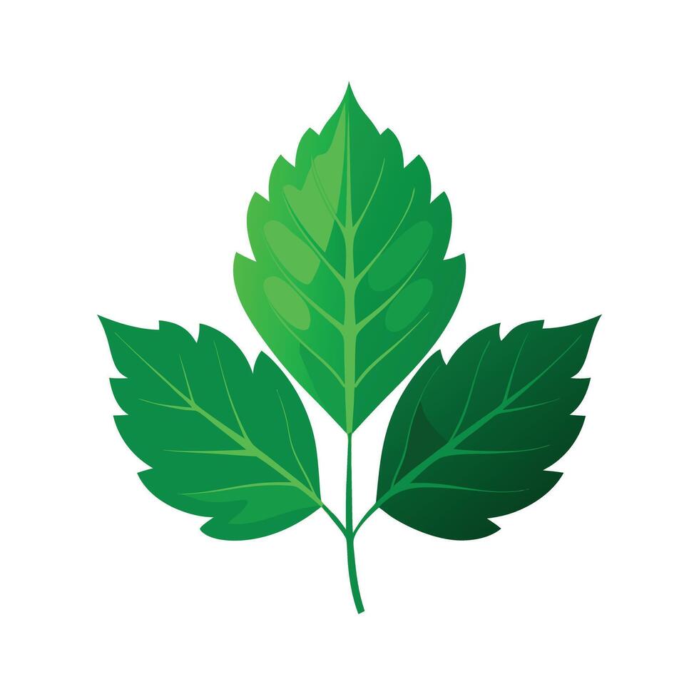 Realistic Beautiful Leaves Illustration vector