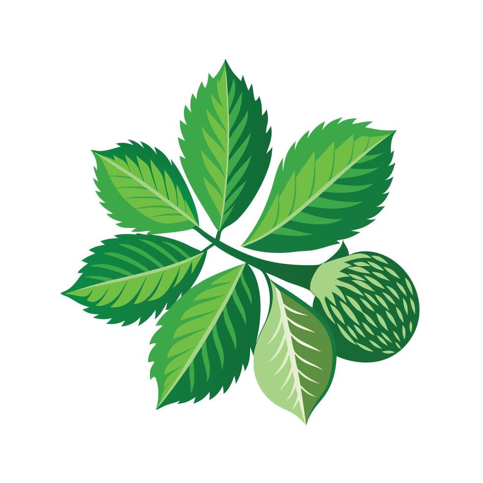 Realistic Beautiful Leaves Illustration vector