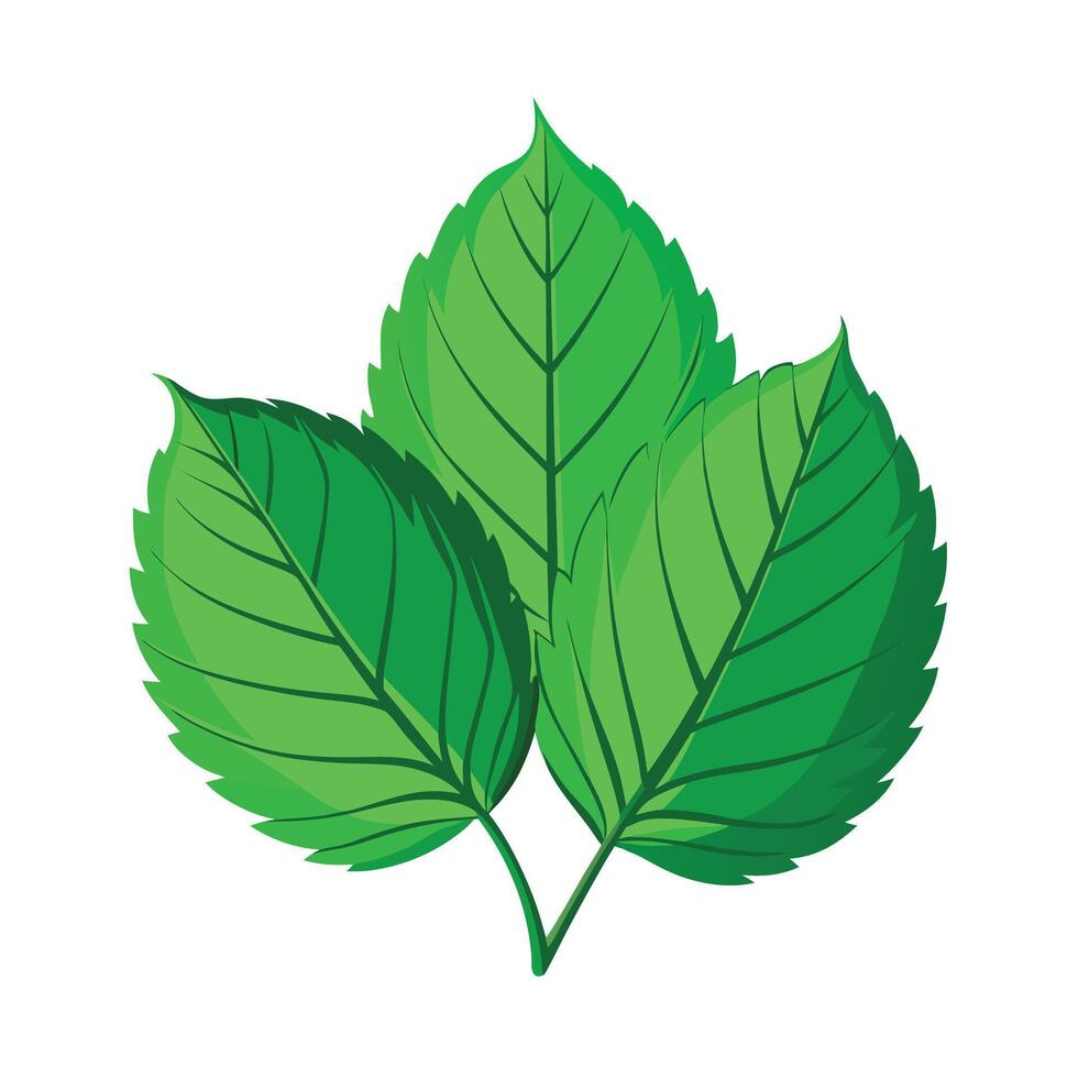 Realistic Beautiful Leaves Illustration vector