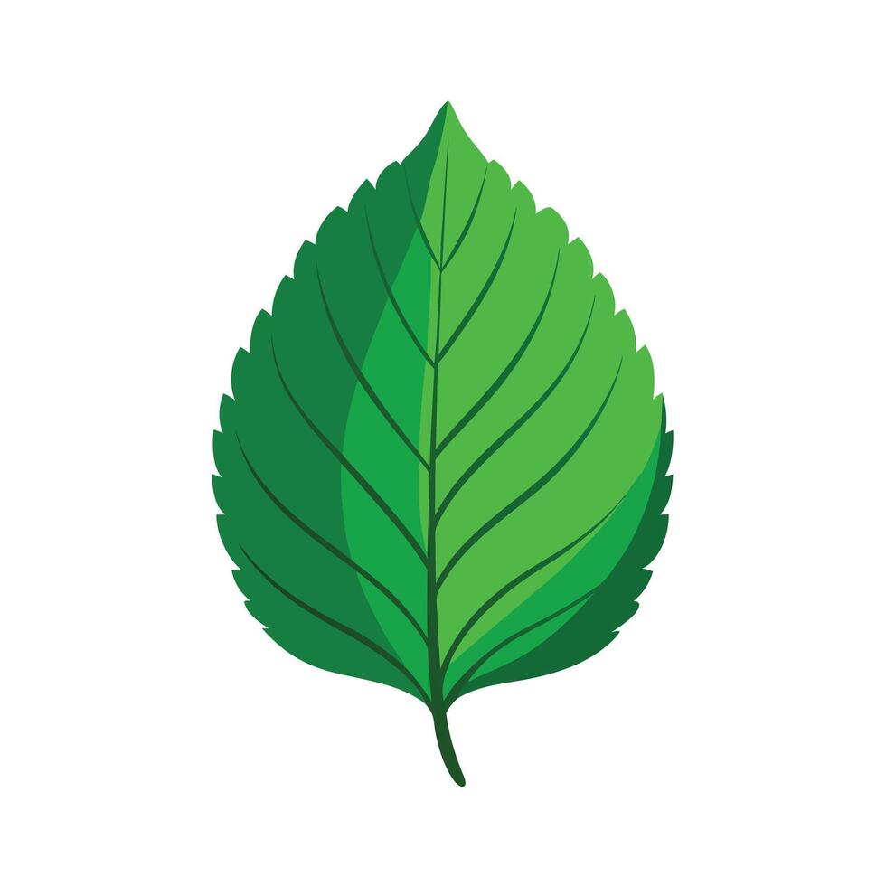 Realistic Beautiful Leaves Illustration vector