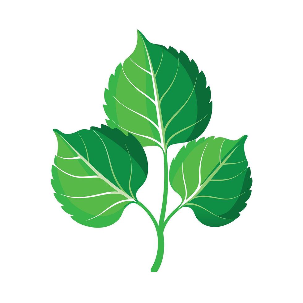 Realistic Beautiful Leaves Illustration vector