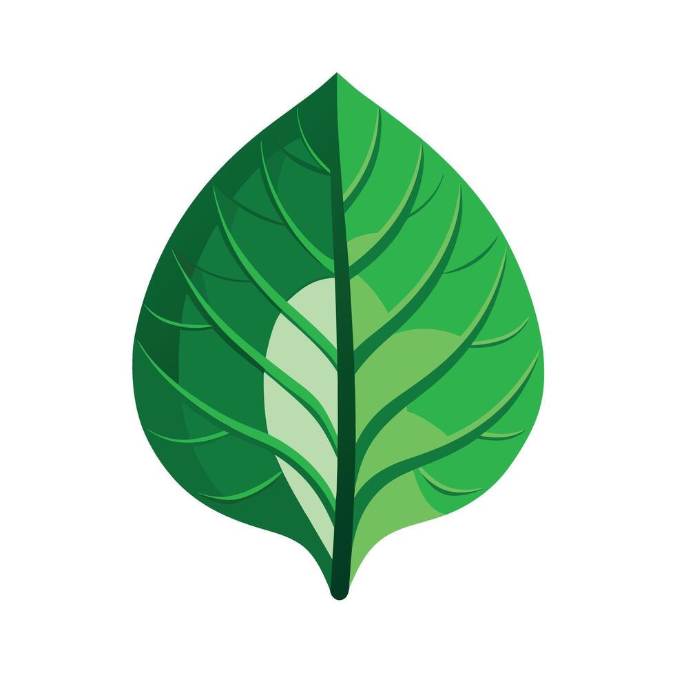 Realistic Beautiful Leaves Illustration vector