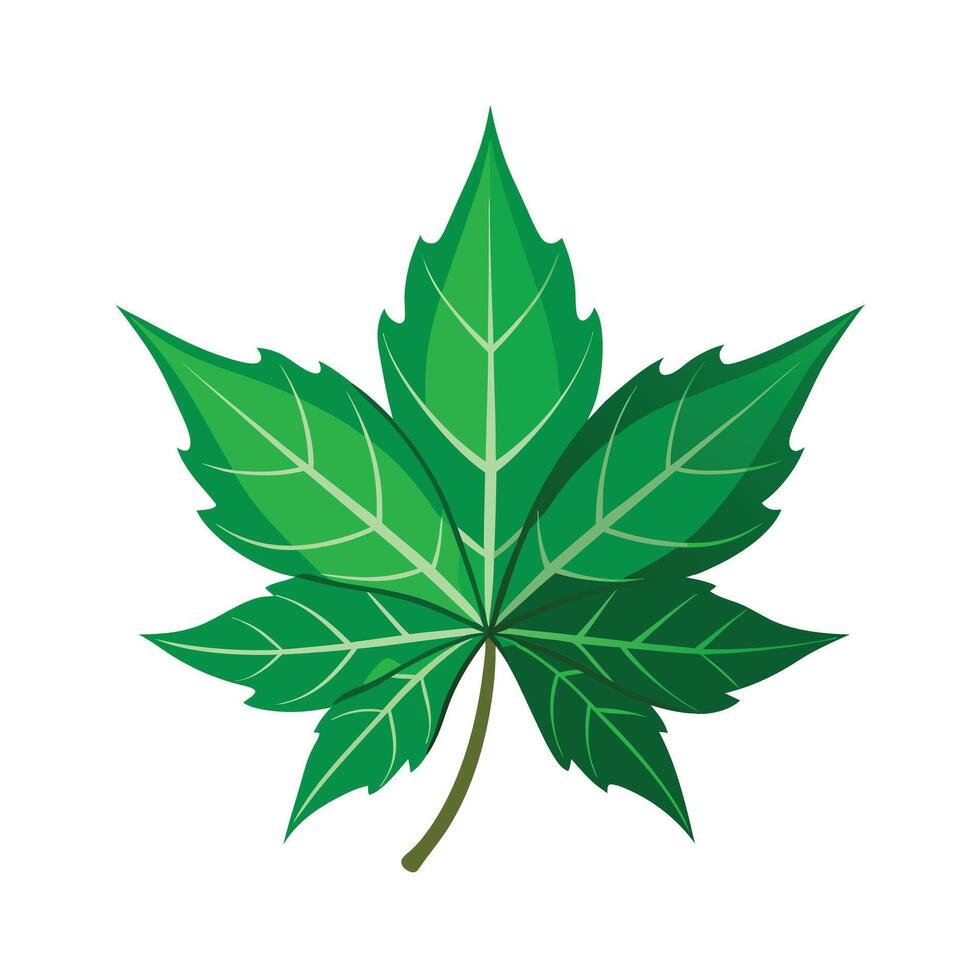 Realistic Beautiful Leaves Illustration vector
