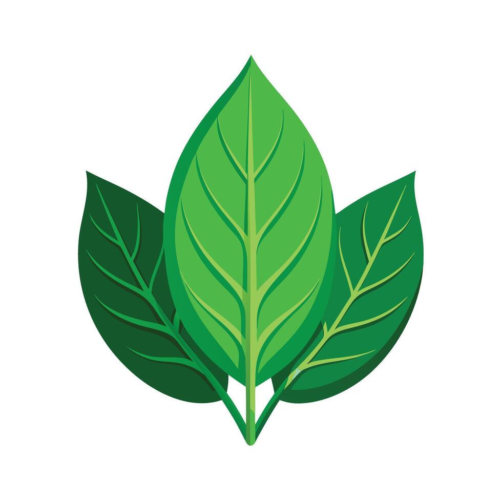 Realistic Beautiful Leaves Illustration vector