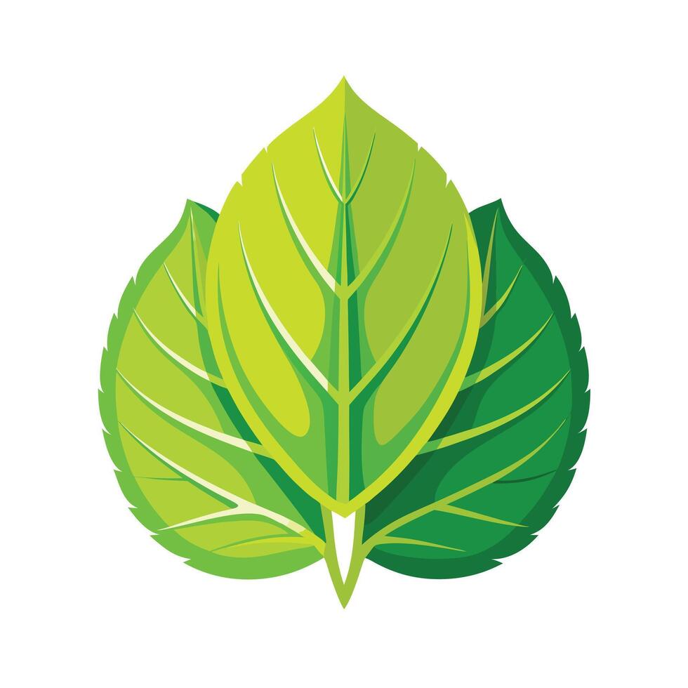Realistic Beautiful Leaves Illustration vector