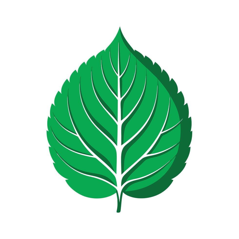 Realistic Beautiful Leaves Illustration vector