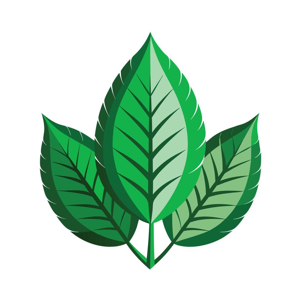 Realistic Beautiful Leaves Illustration vector