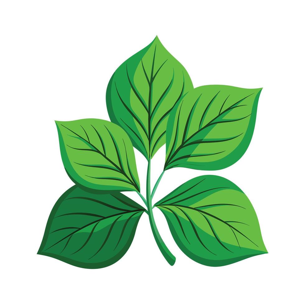 Realistic Beautiful Leaves Illustration vector