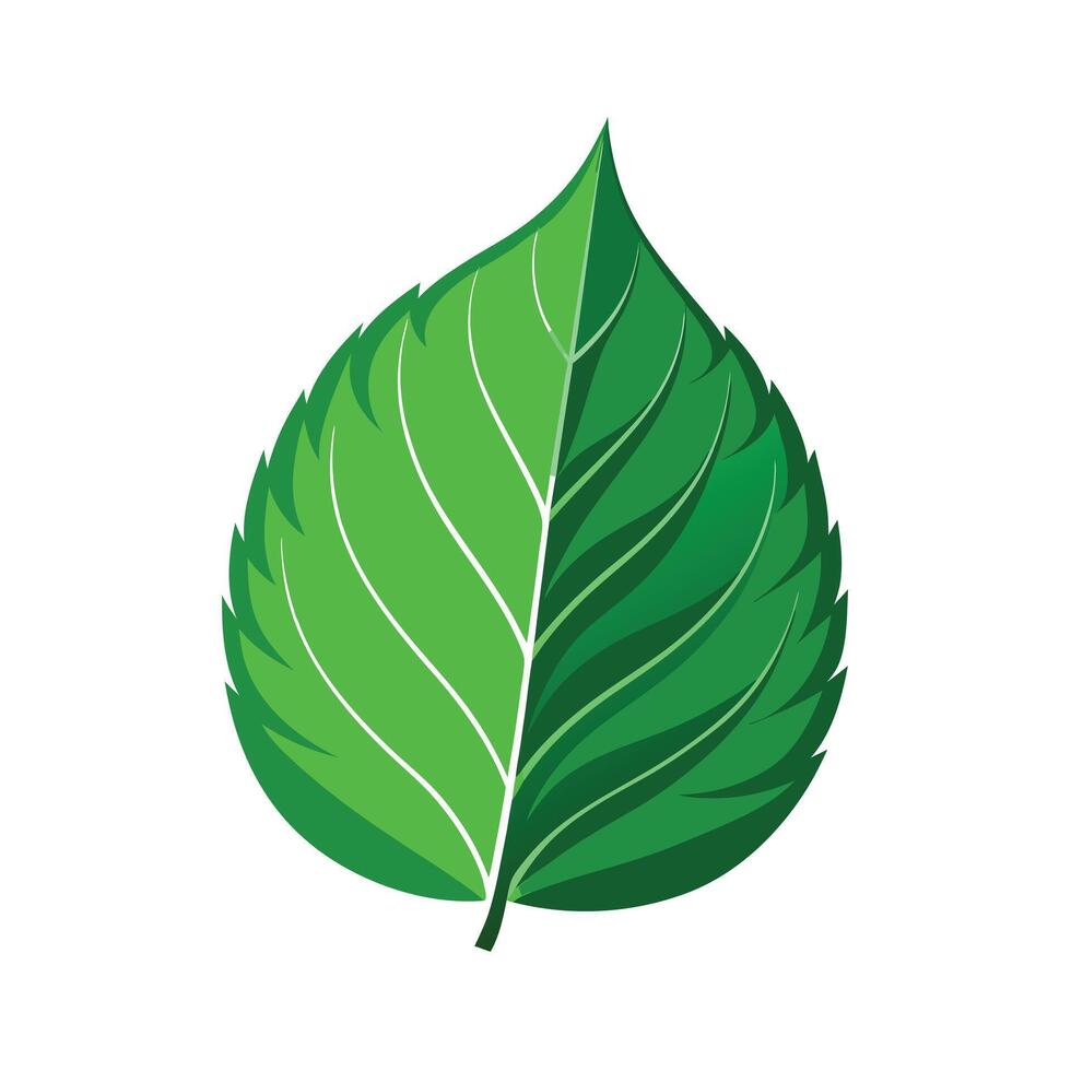 Realistic Beautiful Leaves Illustration vector