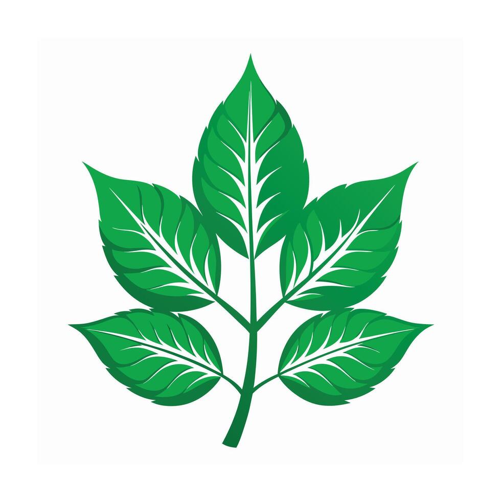 Realistic Beautiful Leaves Illustration vector