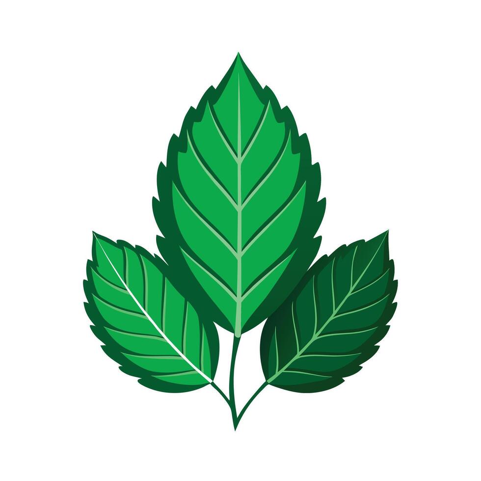 Realistic Beautiful Leaves Illustration vector