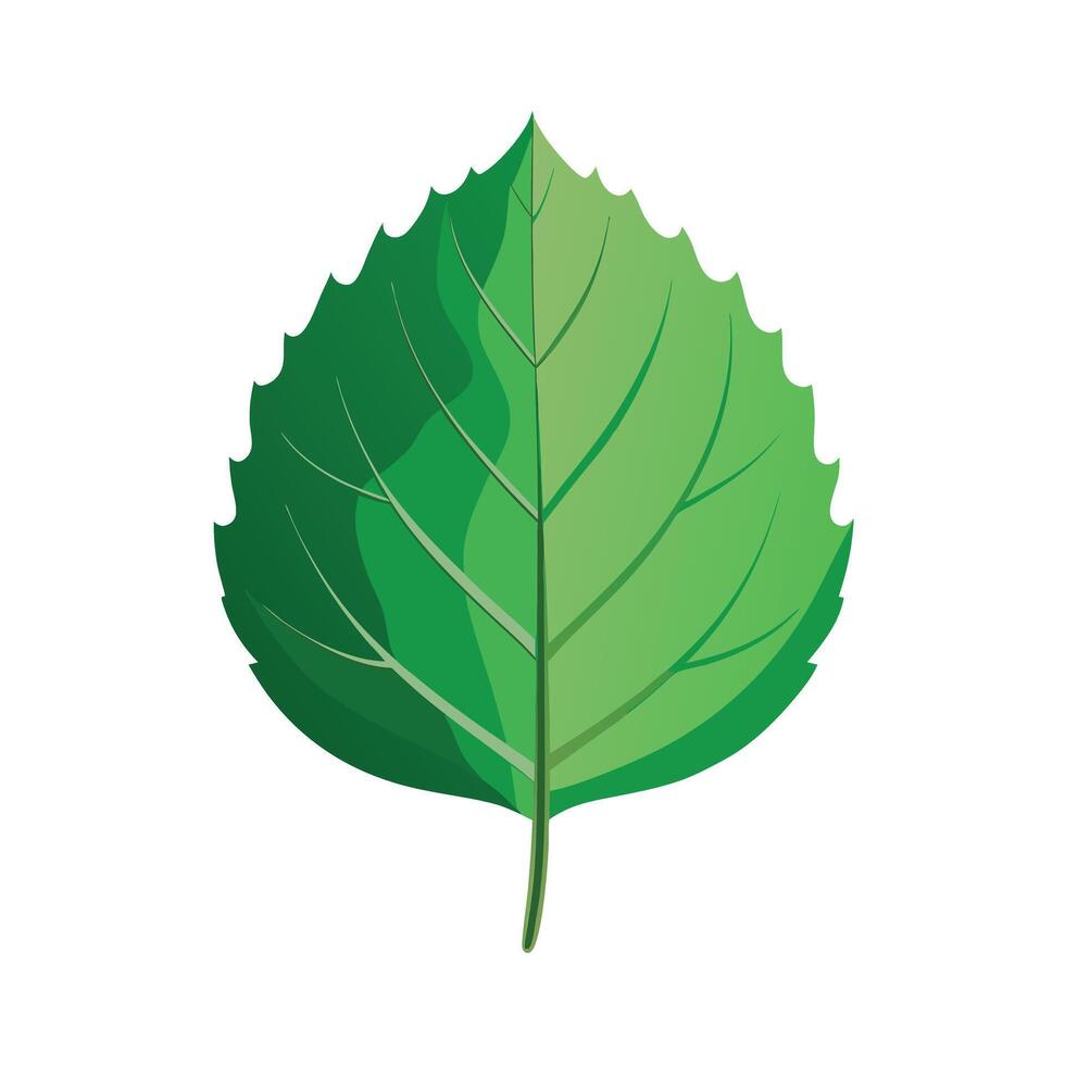 Realistic Beautiful Leaves Illustration vector