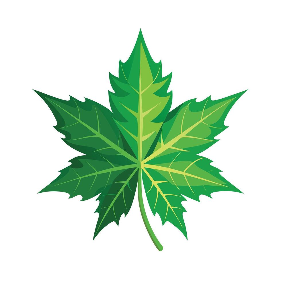Realistic Beautiful Leaves Illustration vector