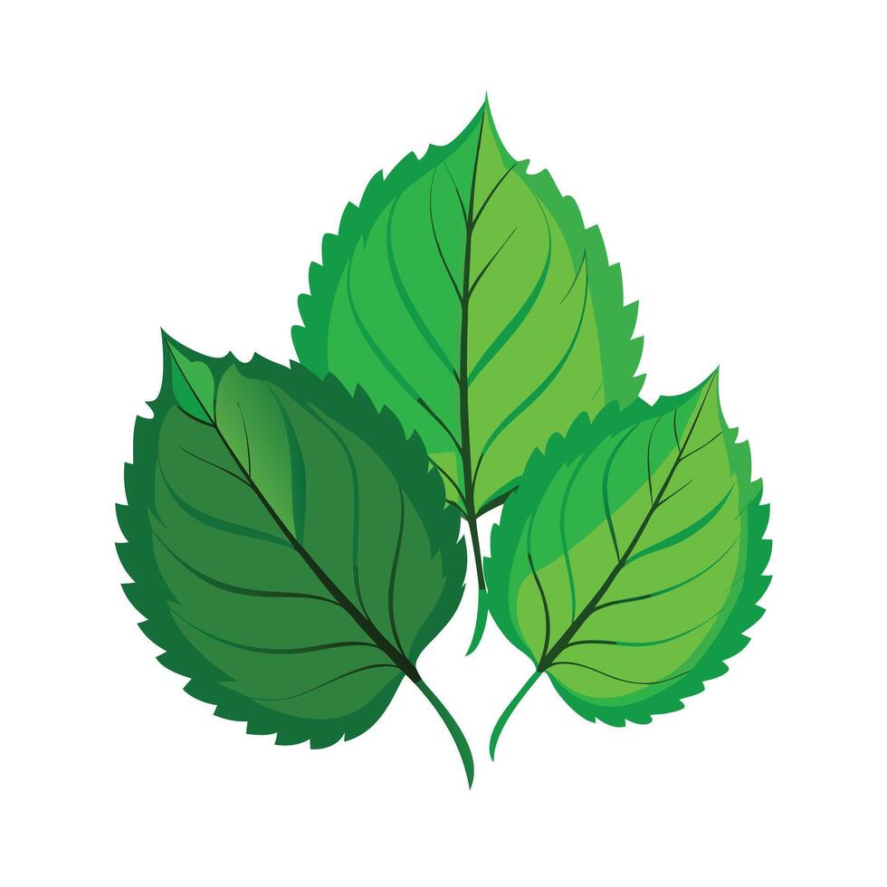 Realistic Beautiful Leaves Illustration vector