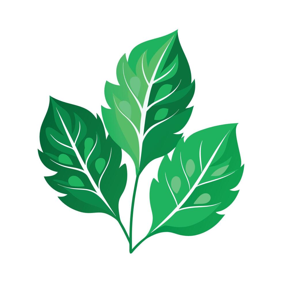 Realistic Beautiful Leaves Illustration vector