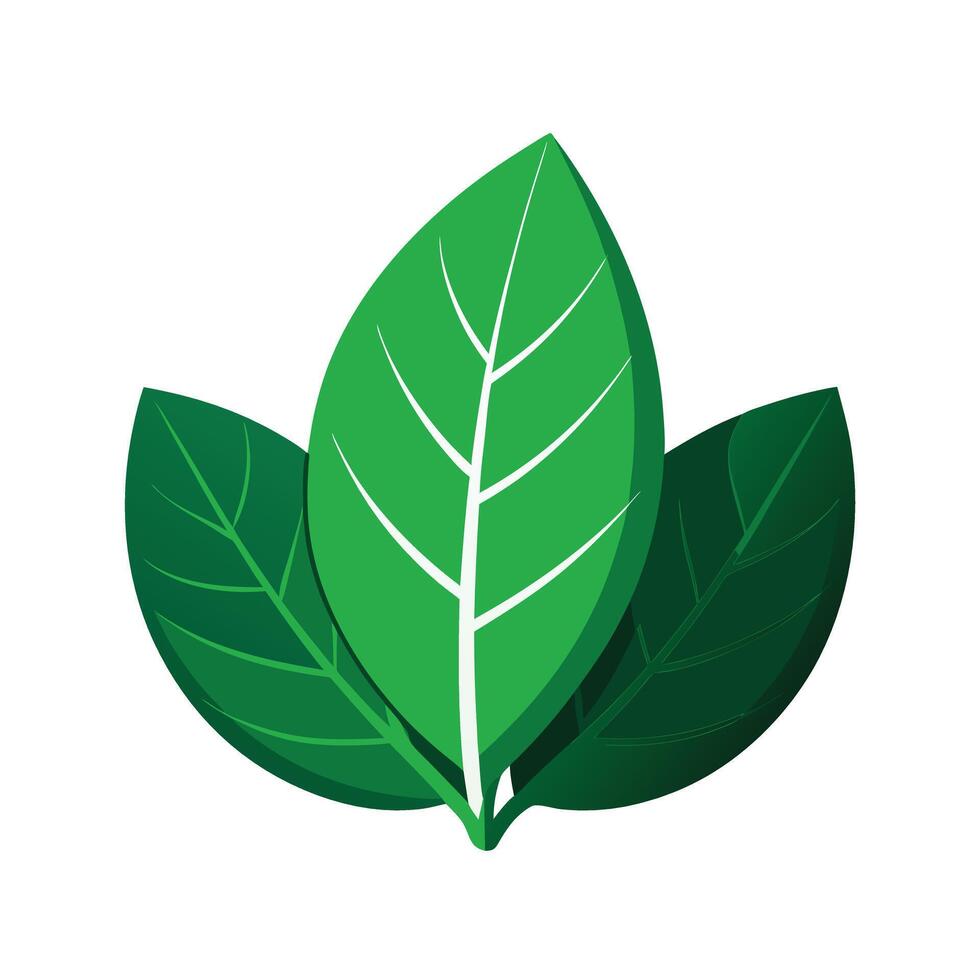 Realistic Beautiful Leaves Illustration vector