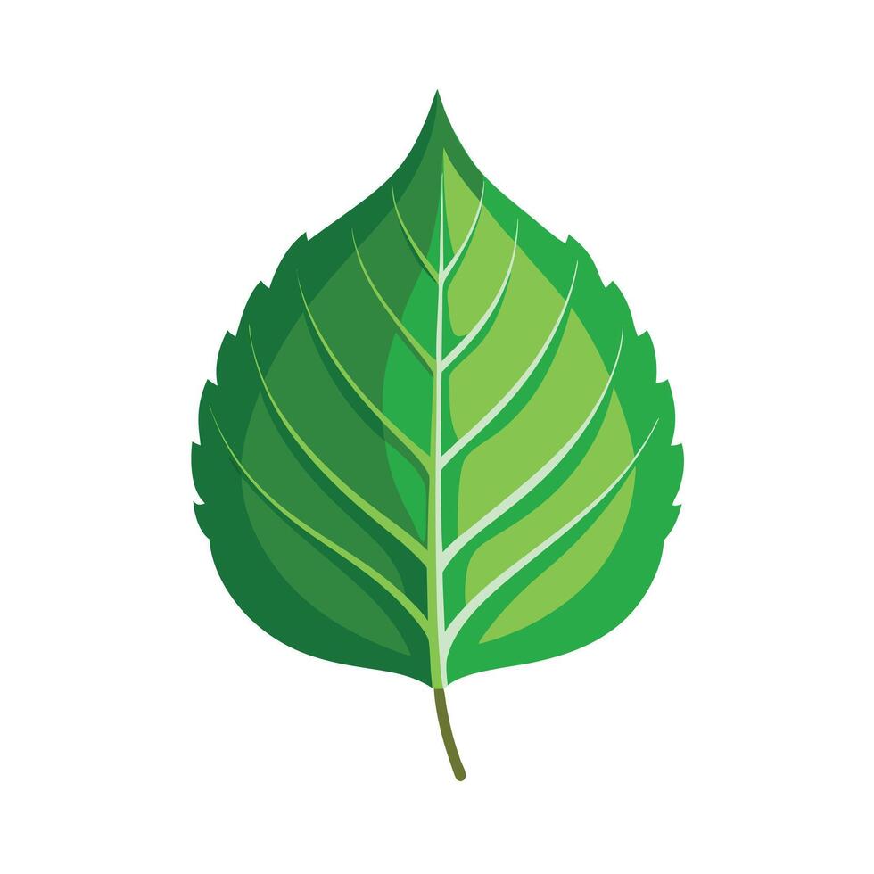 Realistic Beautiful Leaves Illustration vector