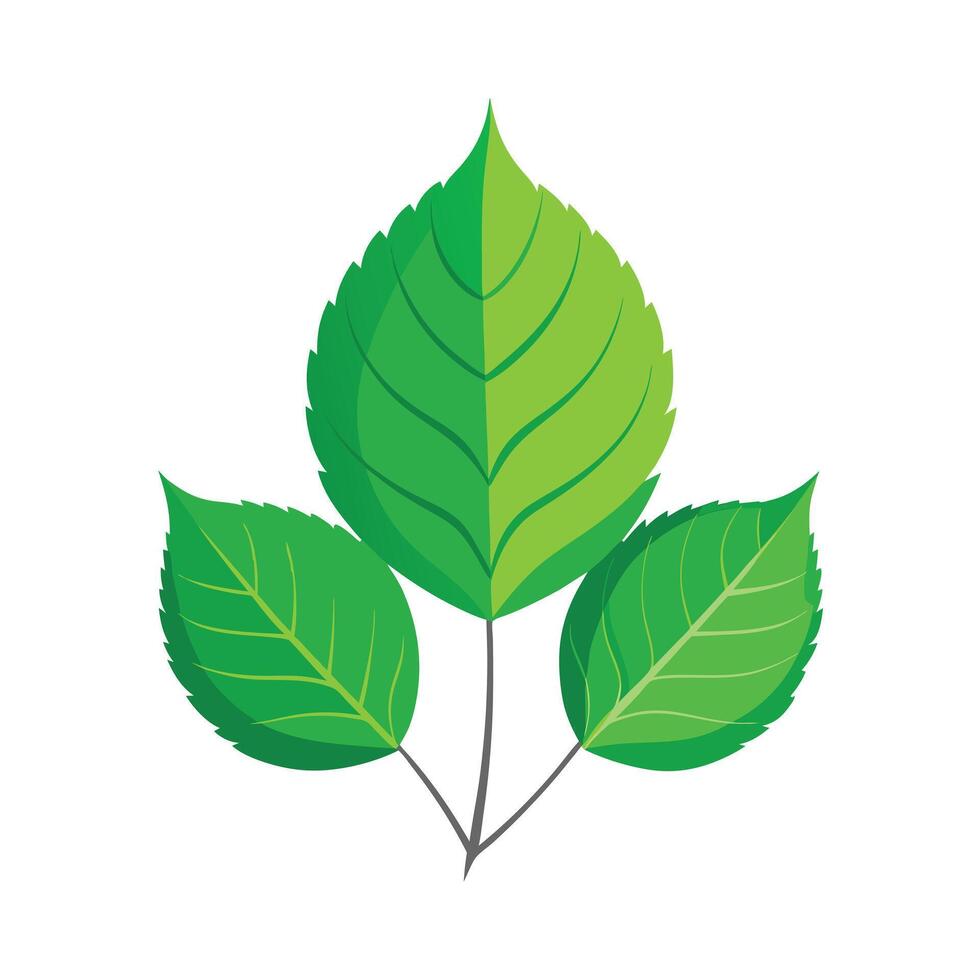 Realistic Beautiful Leaves Illustration vector