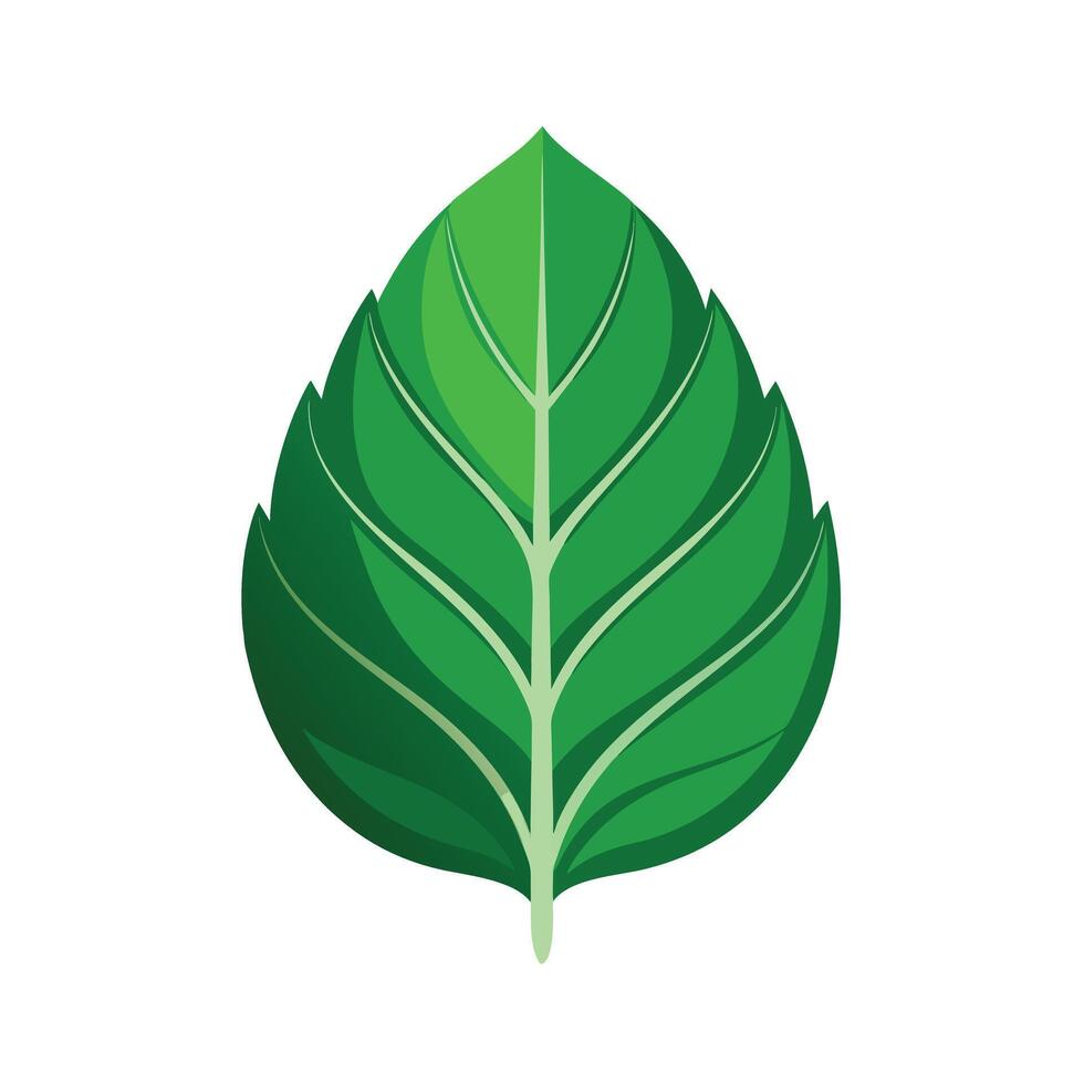 Realistic Beautiful Leaves Illustration vector