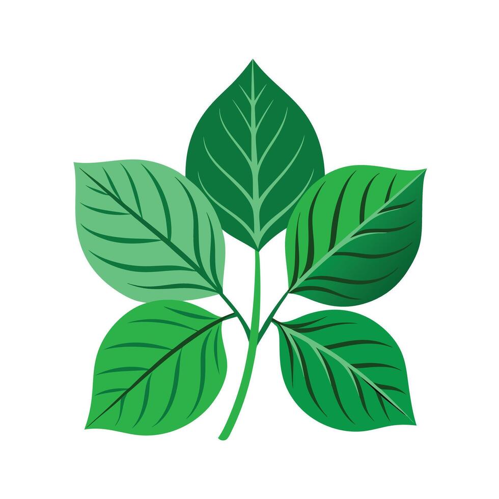 Realistic Beautiful Leaves Illustration vector