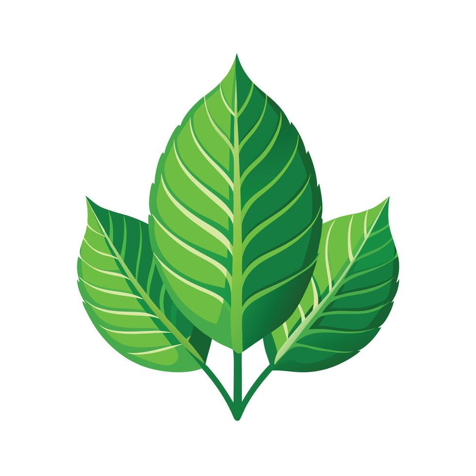 Realistic Beautiful Leaves Illustration vector