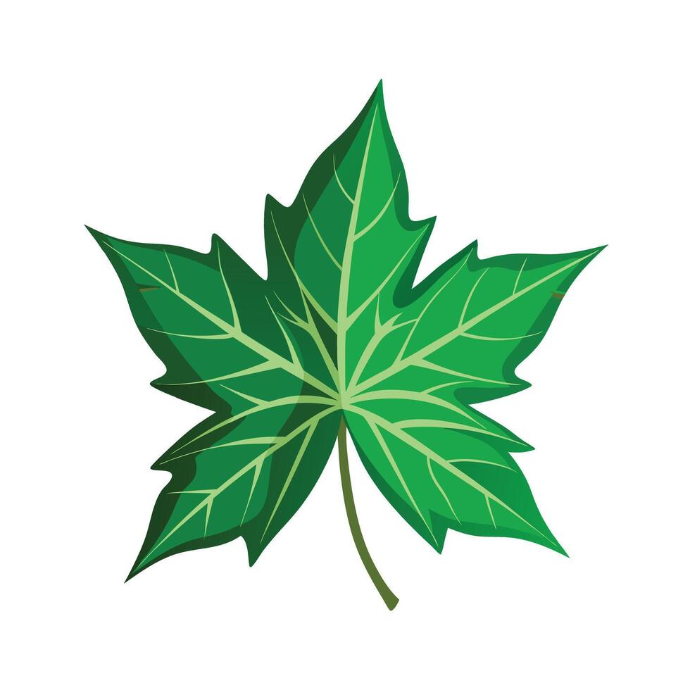 Realistic Beautiful Leaves Illustration vector