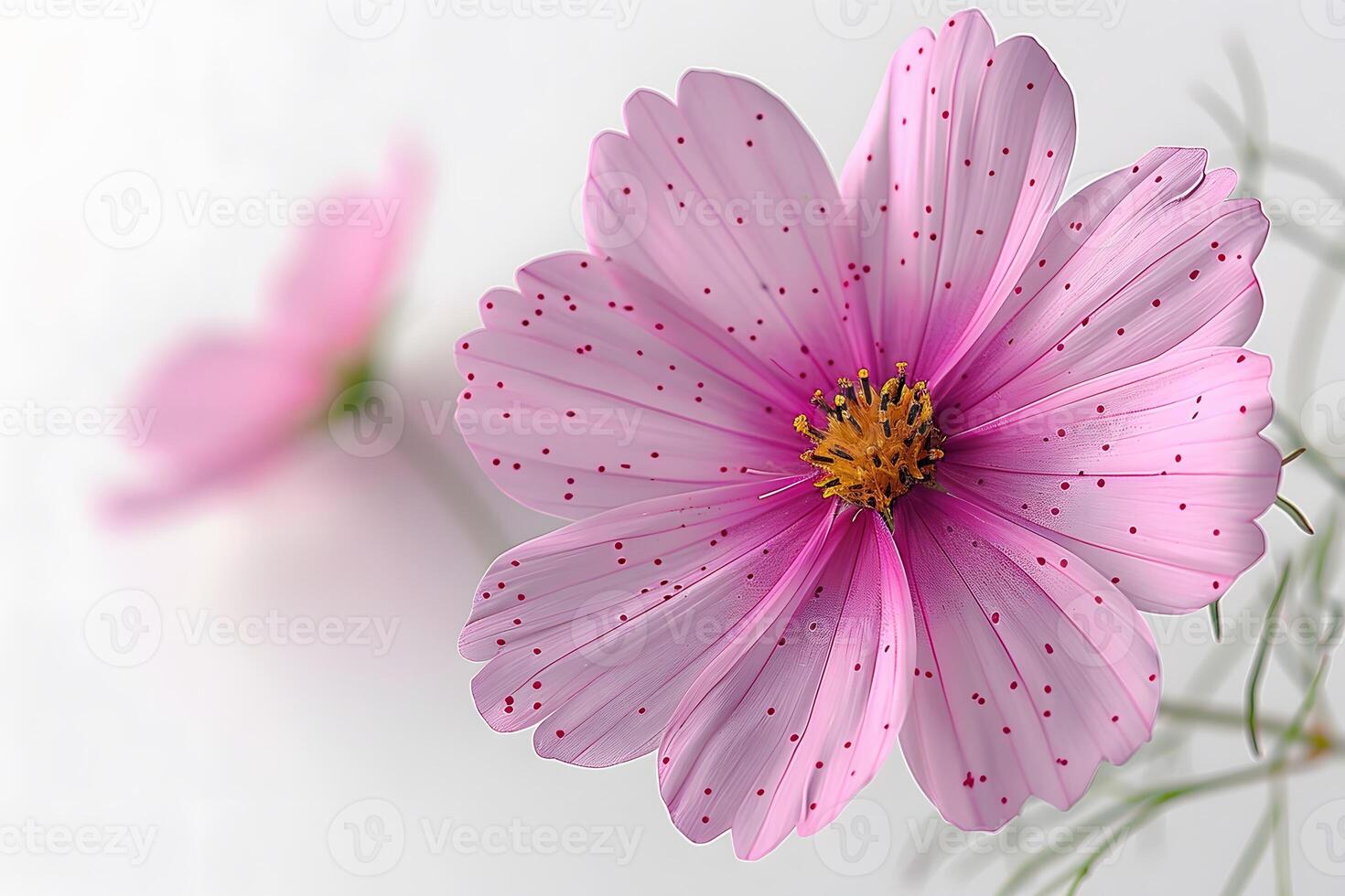 Close-up of Dew-Kissed Pink Cosmos Flowers for Spring Botanical Art Design photo