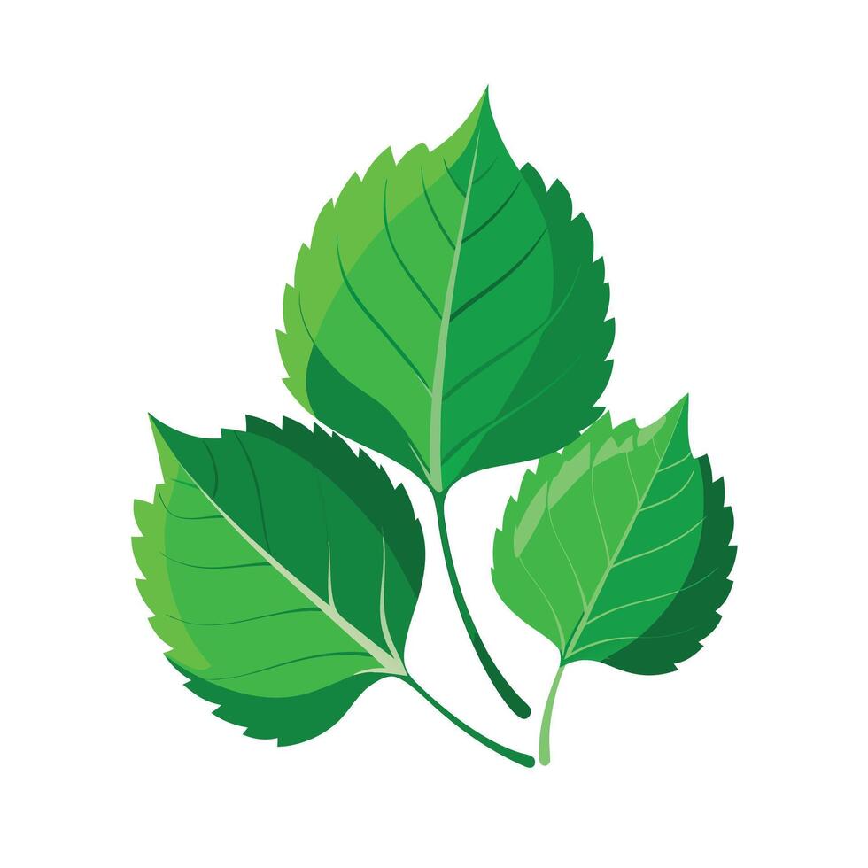 Realistic Beautiful Leaves Illustration vector