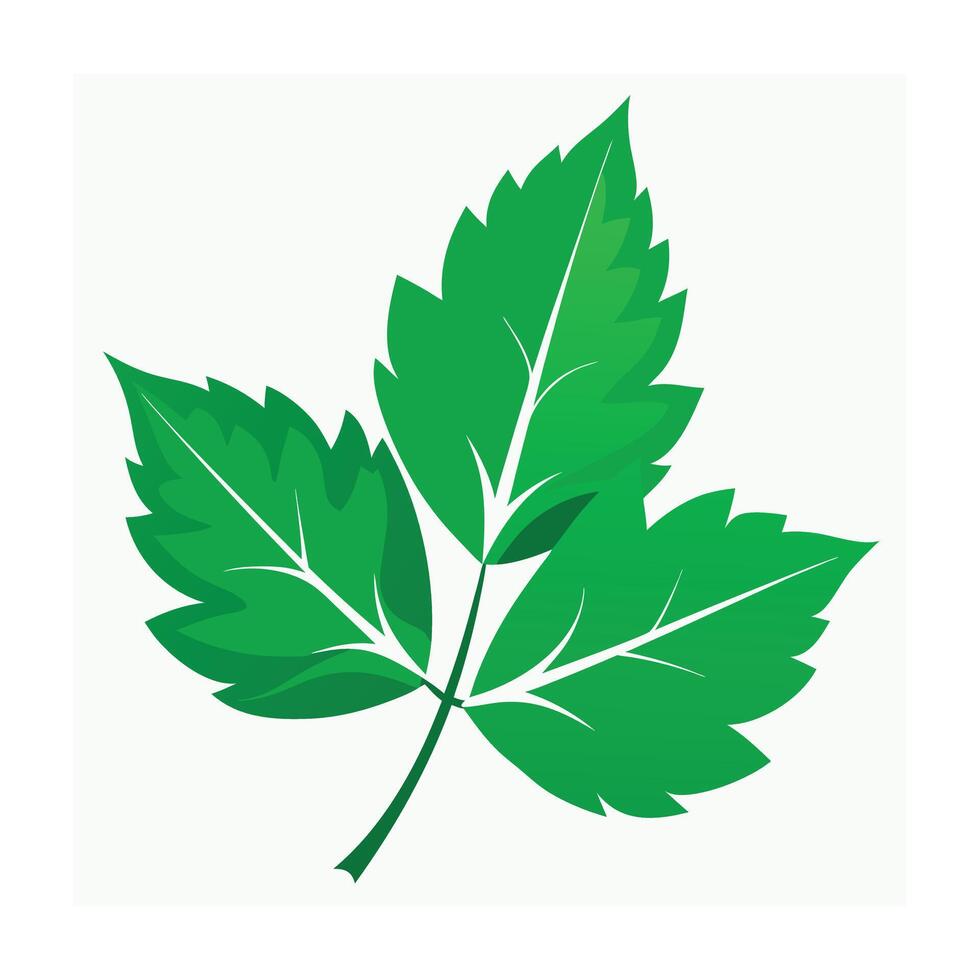 Realistic Beautiful Leaves Illustration vector
