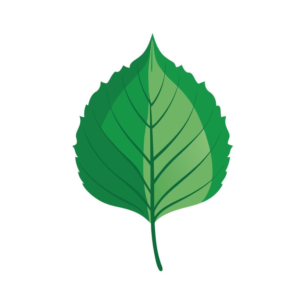 Realistic Beautiful Leaves Illustration vector