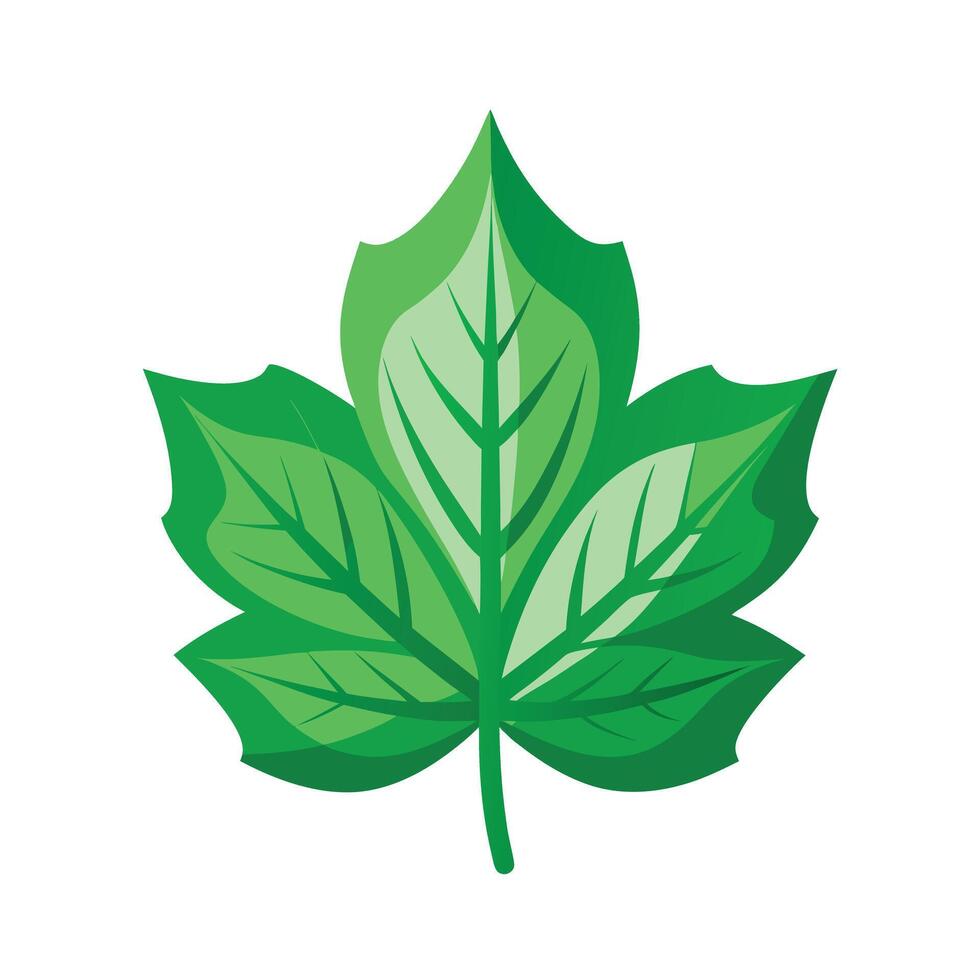 Realistic Beautiful Leaves Illustration vector