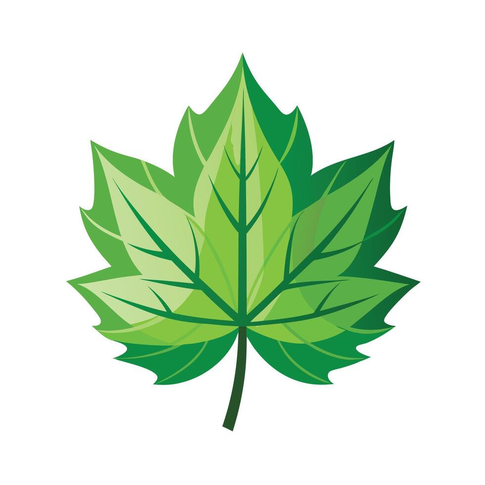 Realistic Beautiful Leaves Illustration vector