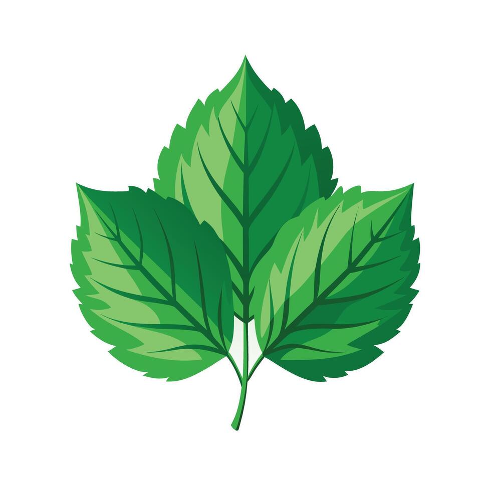Realistic Beautiful Leaves Illustration vector