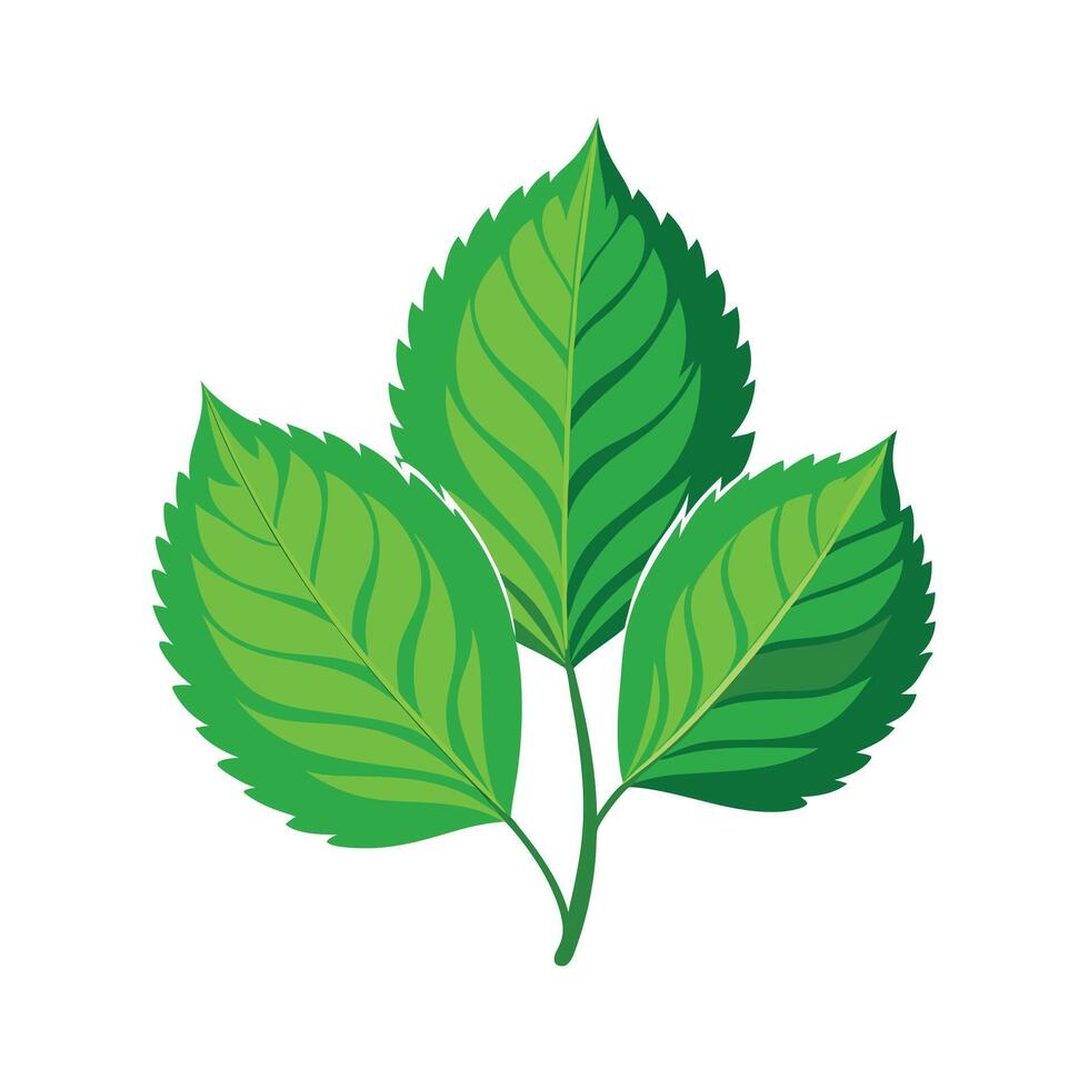 Realistic Beautiful Leaves Illustration vector