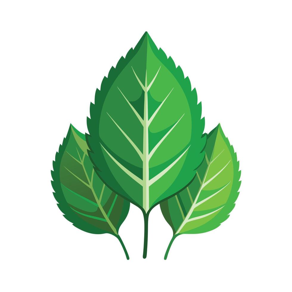 Realistic Beautiful Leaves Illustration vector