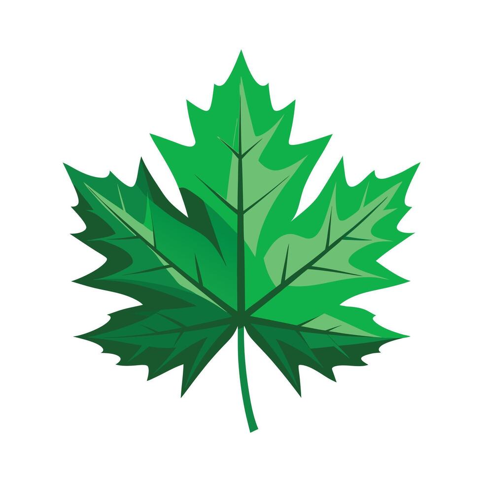 Realistic Beautiful Leaves Illustration vector