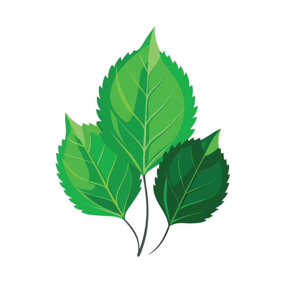 Realistic Beautiful Leaves Illustration vector