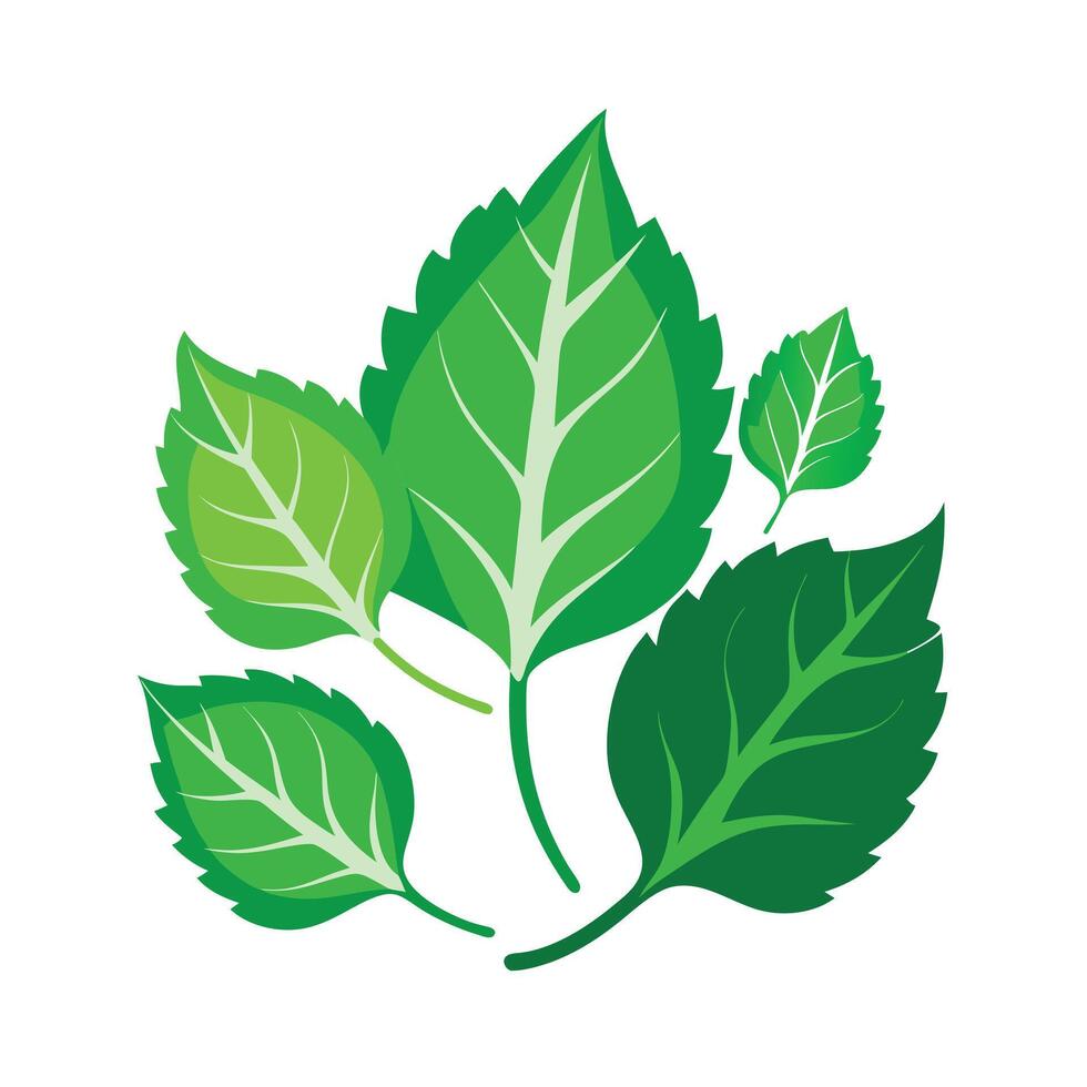 Realistic Beautiful Leaves Illustration vector