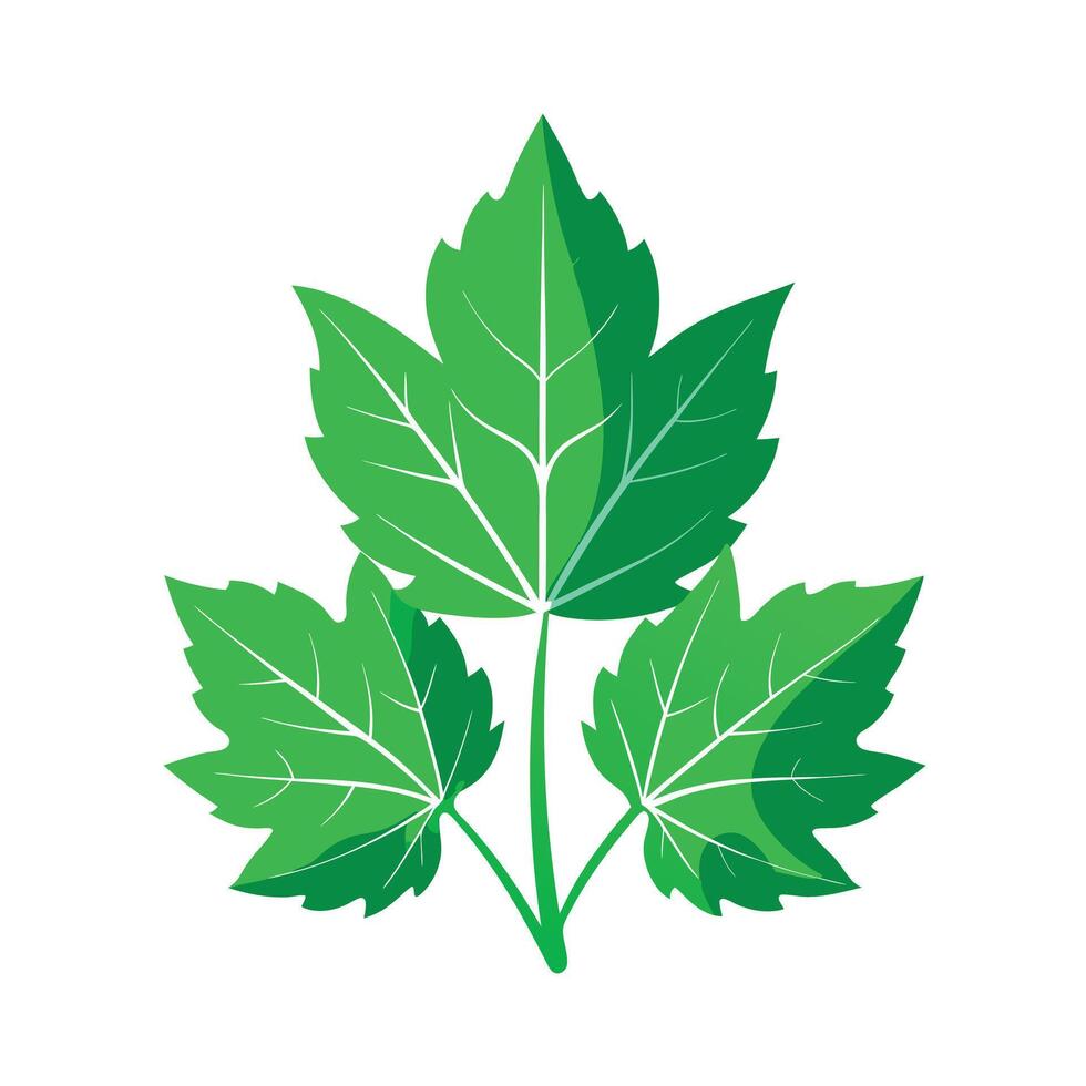 Realistic Beautiful Leaves Illustration vector