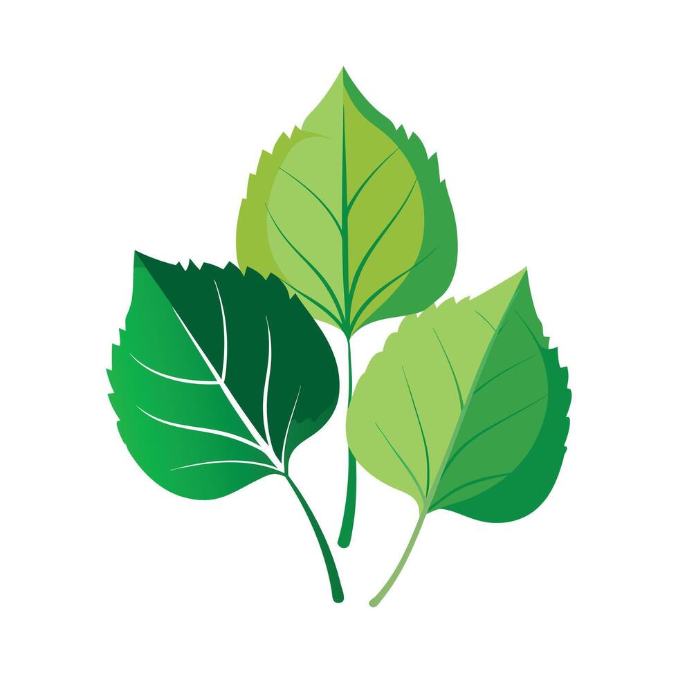 Realistic Beautiful Leaves Illustration vector
