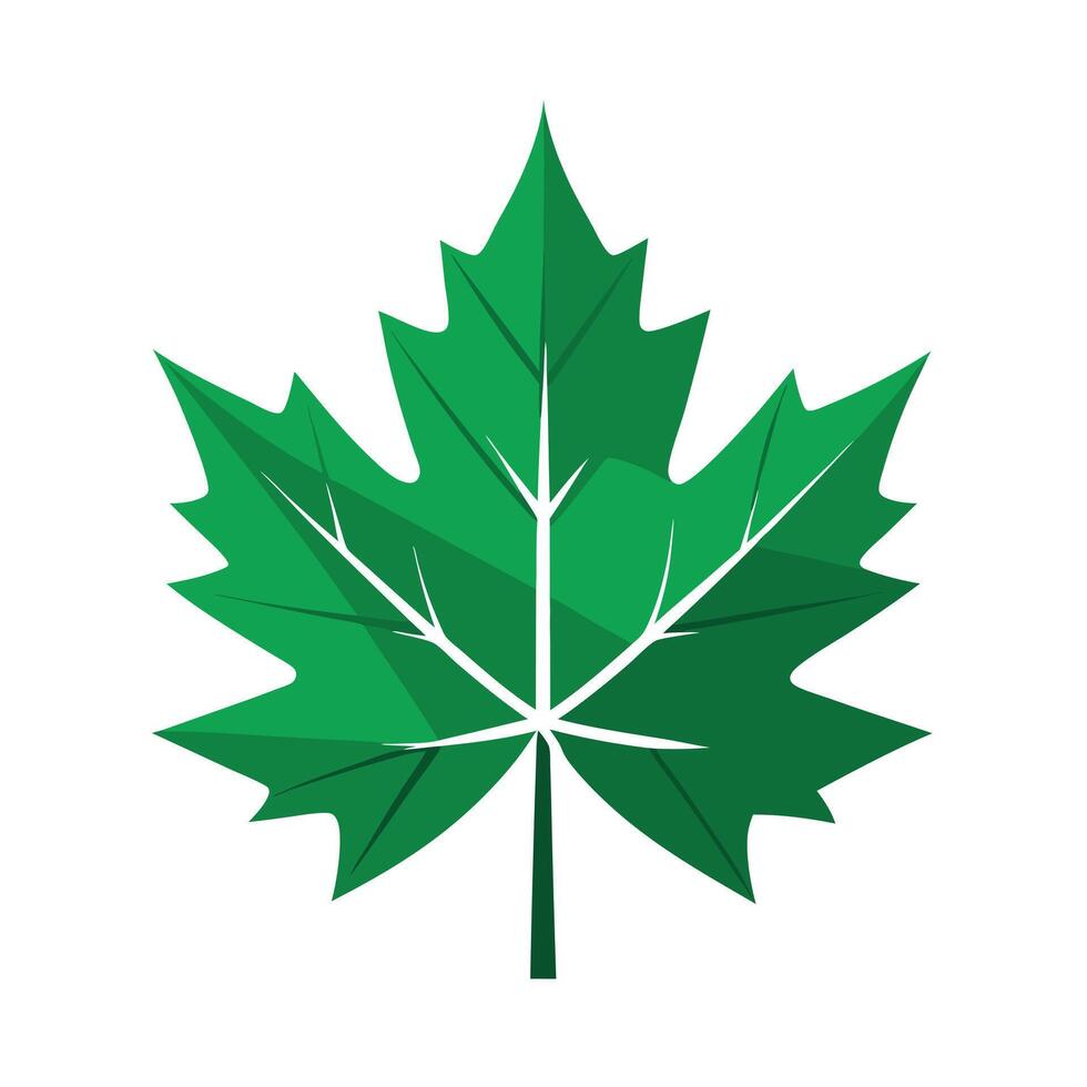 Realistic Beautiful Leaves Illustration vector